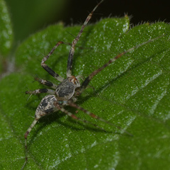 Oxyopes
