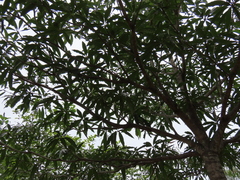 Madhuca longifolia