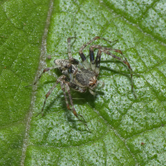 Oxyopes