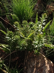 Berkheya carlinopsis