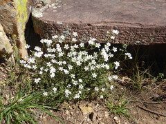 Cerastium strictum