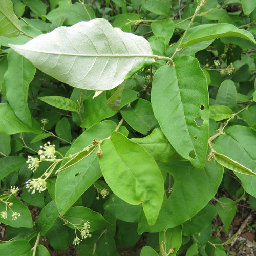 Croton menyharthii image