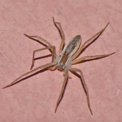 Afropisaura ducis
