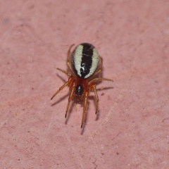 Nemoscolus cotti