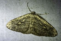Zermizinga sinuata