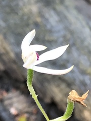 Caladenia cucullata