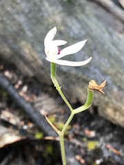 Caladenia cucullata
