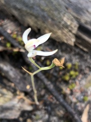 Caladenia cucullata