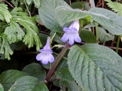 Didymostigma obtusum