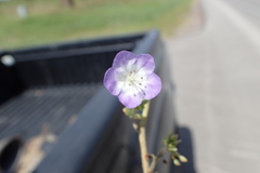 Nemophila phacelioides