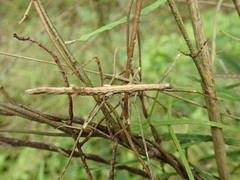 Pachymorphini