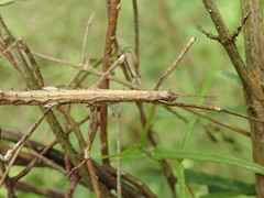 Pachymorphini
