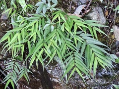 Pentasachme caudatum