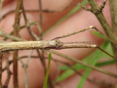 Pachymorphini