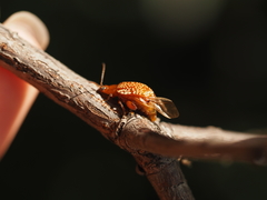 Asiophrida scaphoides