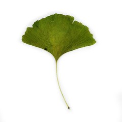 Ginkgo biloba