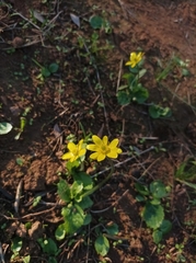 Ranunculus bullatus