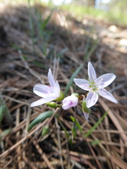 Claytonia