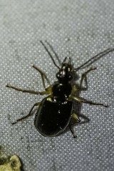 Notagonum