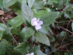 Strobilanthes tetrasperma