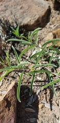 Raphionacme velutina
