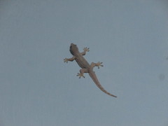 Hemidactylus platyurus