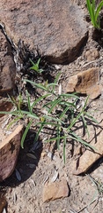 Raphionacme velutina