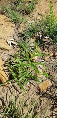 Raphionacme velutina