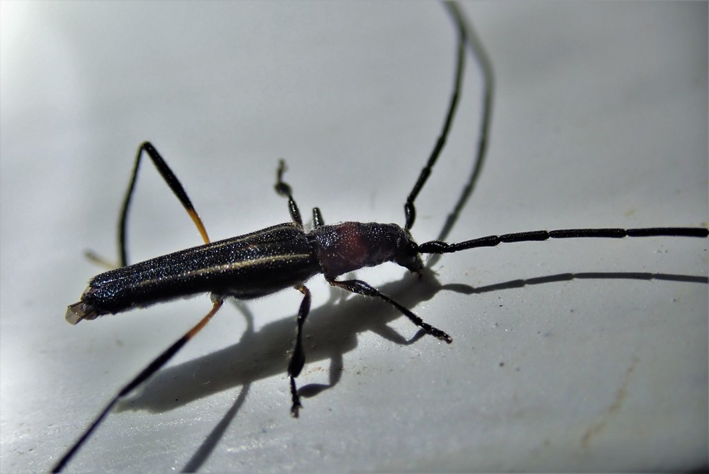 Mecynopus annulicornis