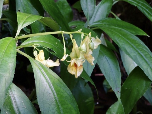 Impatiens hongkongensis, photograph 3