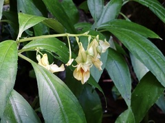 Impatiens hongkongensis, photograph Toby Y, CC BY, iNaturalist via GBIF