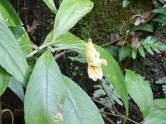 Impatiens hongkongensis, photograph Toby Y, CC BY, iNaturalist via GBIF