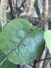 Hibiscus sabdariffa