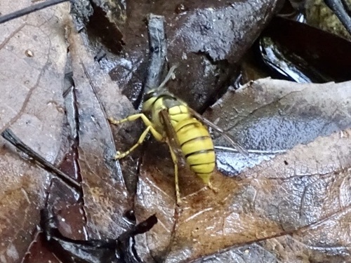 Black Shield Hornet