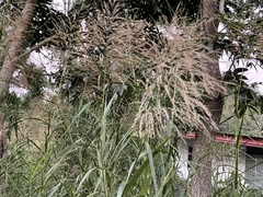 Phragmites vallatoria