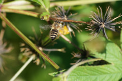 Apis cerana japonica