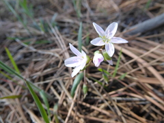 Claytonia rosea
