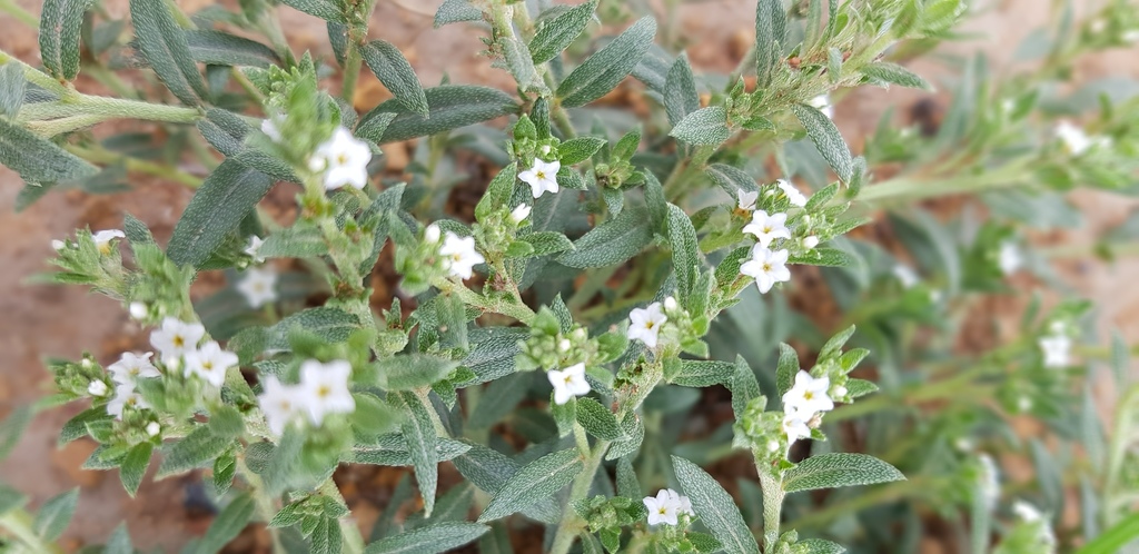 Bristly Heliotrope