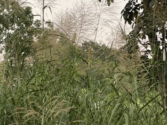 Phragmites vallatoria