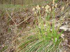Carex umbrosa