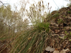 Carex umbrosa