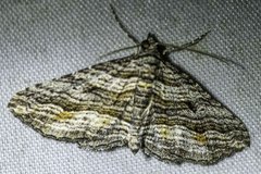 Chrysolarentia severata