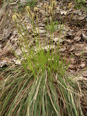 Carex umbrosa