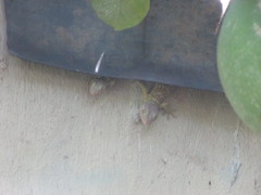 Gekko gecko