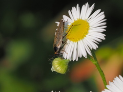 Ectobius erythronotus