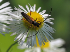 Stenurella jaegeri