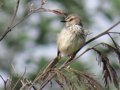 Prinia hypoxantha
