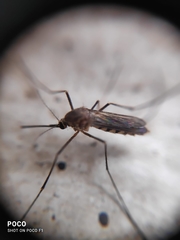 Armigeres subalbatus