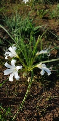 Crinum lugardiae