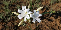 Crinum lugardiae